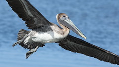 Brown Pelican (juvenile)- Hudson Beach
