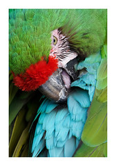 Parrots and Lorikeets, Longleat Safari Park 2022