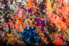 Dive Rasfannu Wall - Male House Reef