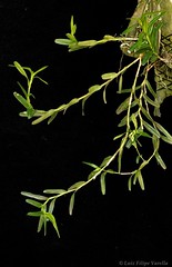 Epidendrum ramosum - 2023