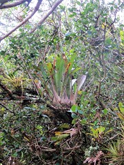 Vriesea platzmannii in situ