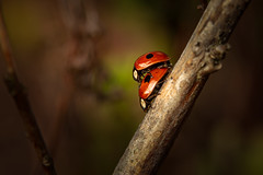 Ladybugs / nyckelpigor