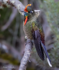 Ecuador Hummingbirds