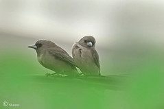 Woodswallows 
