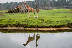 Safaripark Beekse Bergen 2023