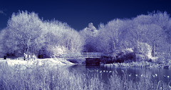 Cuckoo's Hollow in Infra-Red