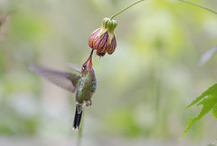 Hummingbirds/Colibris
