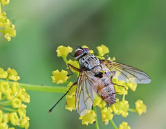 Diptera: Tachinidae