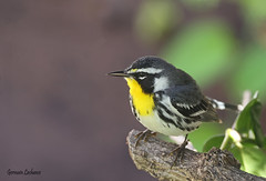 Paruline à gorge jaune / Yellow-throated Warbler