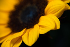 Sunflower Shoot