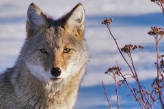 CoyWolves (Eastern Coyotes) of Thunder Bay
