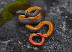 Ringneck Snake (Diadophis punctatus arnyi)