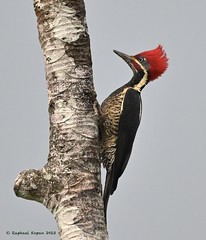 woodpeckers, central and south America