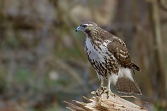 A Red-tailed Hawk
