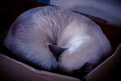 My Sleeping Cat 02.28.23
