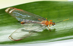 Neuroptera - Lacewings