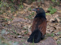 birds - Greater Coucal