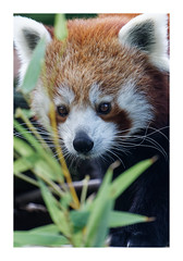 Red Pandas, Longleat Safari Park 2022