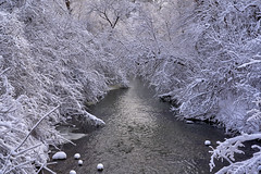 Leaside Wilket Creek: A Winter Wonderland
