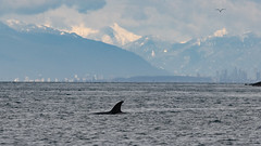 2023-03-05 T099 Orcas