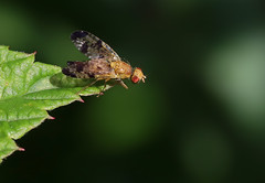 Diptera: Tephritidae