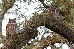 2023 Brazos Bend Owl Nest
