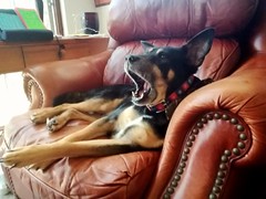 A Yawn