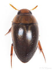 Coleoptera: Noteridae of Finland