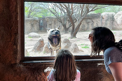 Wild African Dogs - San Antonio Zoo