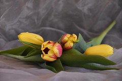 Tulpen-tulips-tulipes 2023