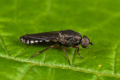 Scenopinidae