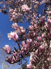 Pink magnolia blossoms, tree on Columbia Road NW, Washington, D.C.