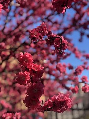 Brilliant red blossoms, tree on Decatur Place NW, Washington, D.C.