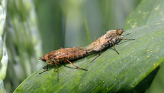 Diptera: Therevidae