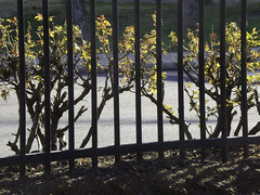 Fence with Rose Bushes