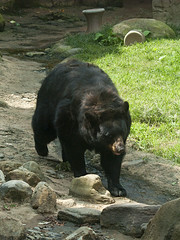 Memphis Zoo 08-29-2013 - Black Bear 4