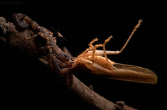 Scorpions (Peru)