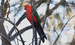 Cockatoos ,Parrots' Lorikeets 