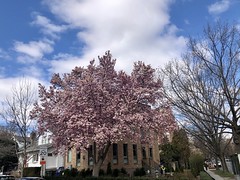 Pink magnolia in full bloom, Rodman Street and Connecticut Avenue NW, Washington, D.C.