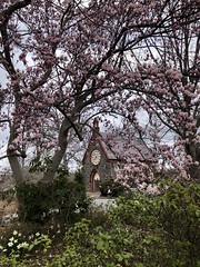 Pink magnolia in bloom frames Renwick Chapel, Oak Hill Cemetery, Georgetown, Washington, D.C.