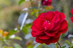 Rose - Kordes Bordeaux Floribunda