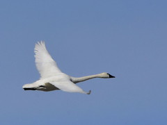 Tundra Swan Migration, 2023