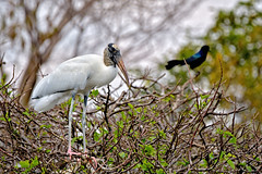 Egrets, Storks, Pelicans