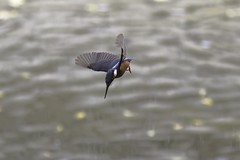 Kingfisher (In Action)