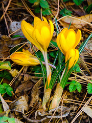 Flowers of early spring in Świdnica. Part 4.