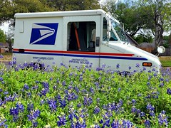 LLV in the bluebonnets