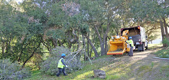 Chain saws and a chipper:  Good-bye to a favorite tree