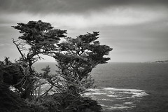 Two Trees Looking out to the Sea at Point Lobos