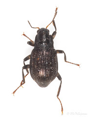 Coleoptera: Elmidae of Finland