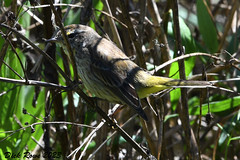 Palm Warbler FL 23